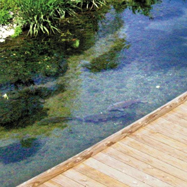 河川で魚が泳いでいる